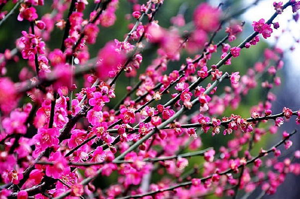 ��ɫ��÷��