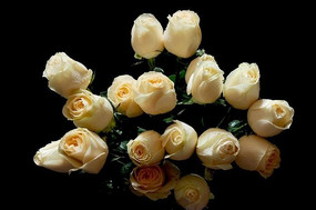 ��ɫõ�廨����