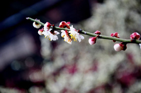 �ۺ�ɫ��÷��