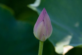ŵĻ