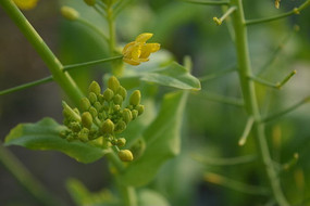 ���������Ͳ˻�