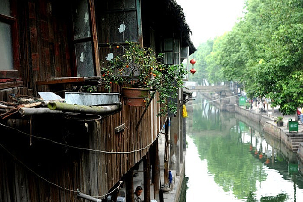 �㽭��ľ��