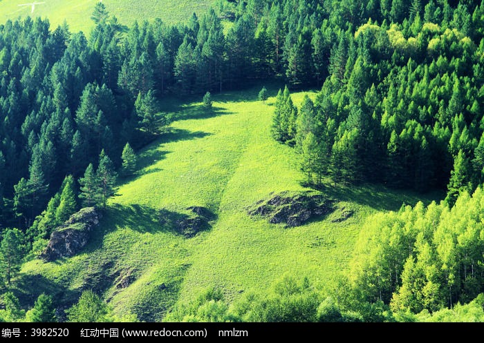 原創攝影圖 自然風景 森林樹林 翠綠的樹林