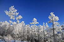 �����ֺ�