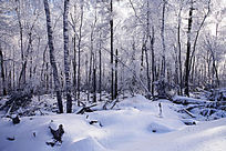 �ֺ�ѩԭ���