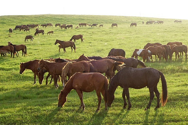 ��ԭ����