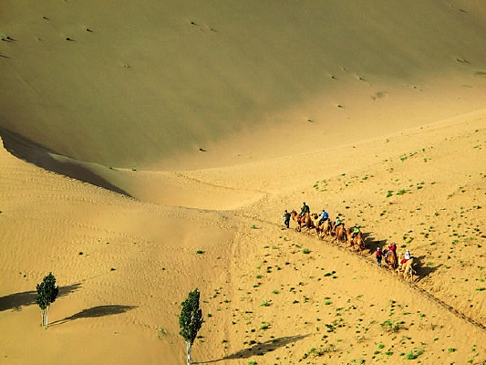 ��ɳĮ����Ⱥ