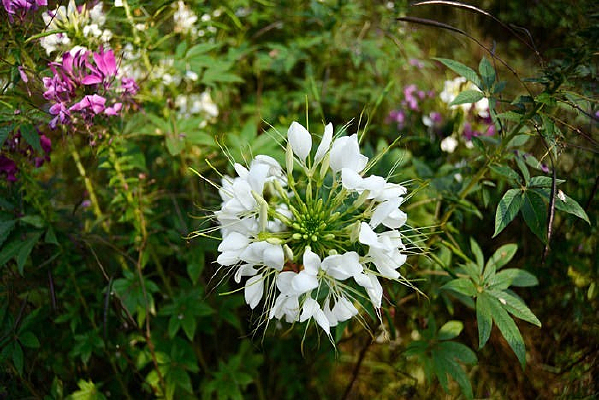 ��˷ɽʮ�ﻭ��