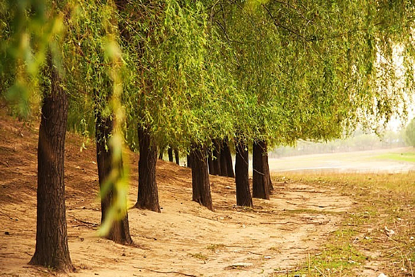 ����ӱ�����