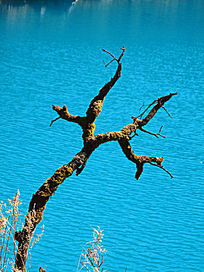 ��ɫ����