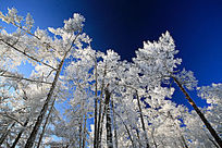 ����ѩ��