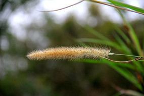 Ư���Ĺ�β��