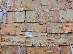 桦树皮素材高清图片下载_红动网