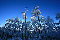 ����ѩ��