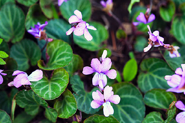 �ϻ��ض�ҩ��