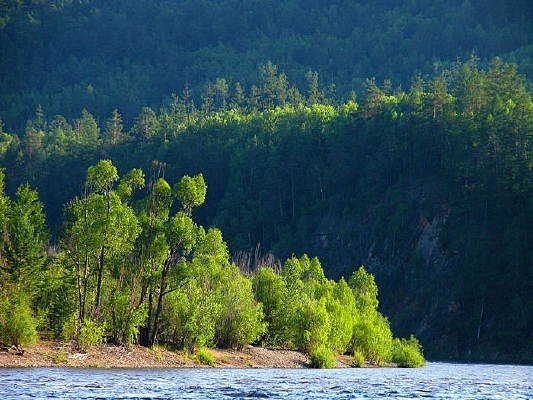 ����ɭ��