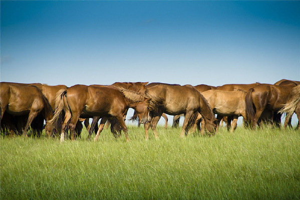 ���ɿ���