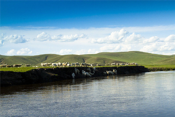 ���ױ�����ԭ�ϵ�ţȺ