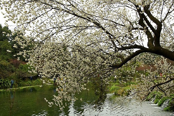 ������ɫ