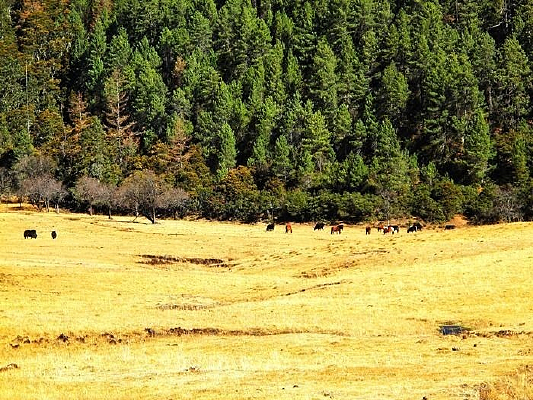 ��Ȼ���ɭ�ֹ�԰