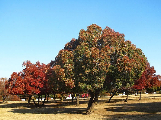 ��Ƿ��＾��Ҷ