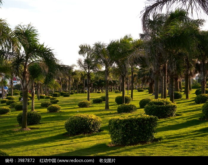 ���ŵ�Ҭ�����̵�ͼƬ