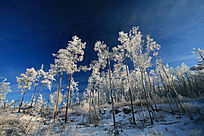 ѩ��ɭ���滨��