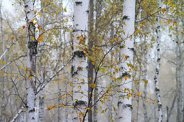 �������еĺ�Ҷ