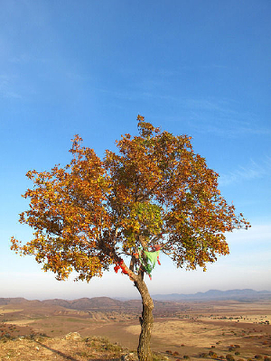 ������Ҷ