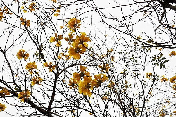 ��ɫ���ܱ���