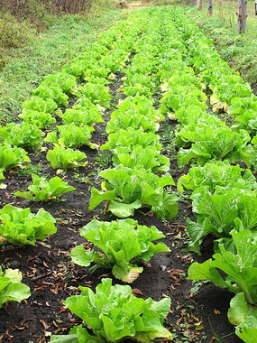 农家菜园种植的白菜