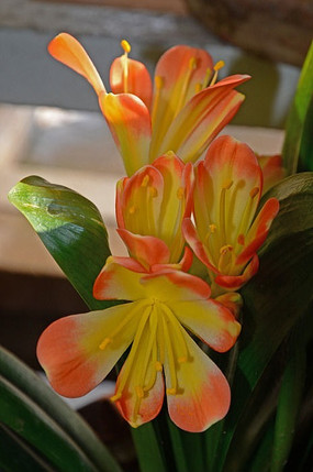 ʢ���ľ�����