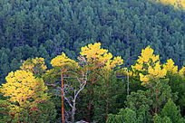 ��ɽɭ�ַ羰��