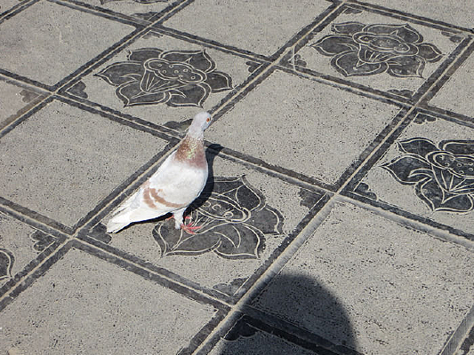 ��ɫ�ĸ���