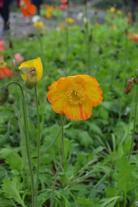 ����̫��