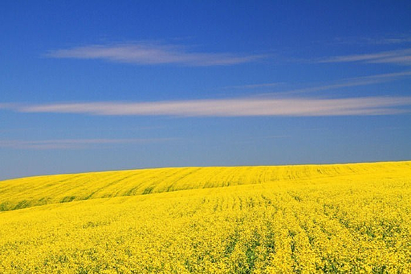 �����µĻ���