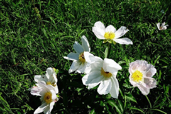 Ұ������