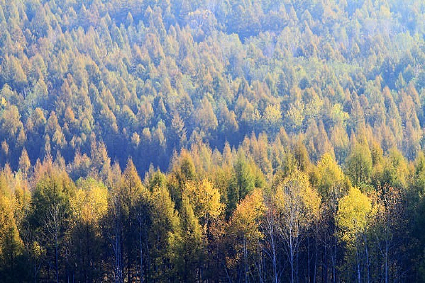 �＾���ַ��