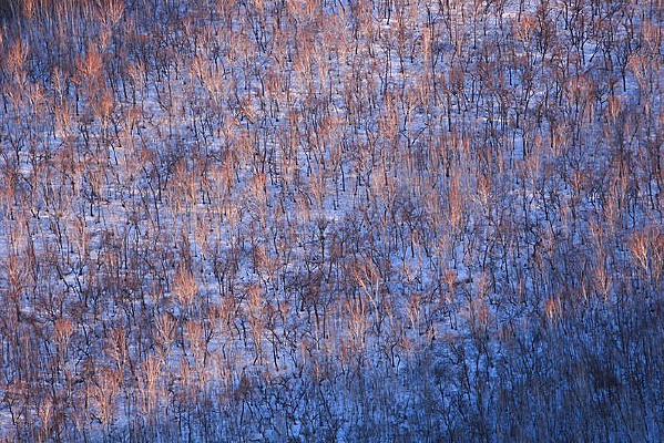 ����ɽ��