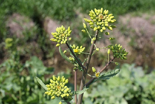 �����Ͳ˻�