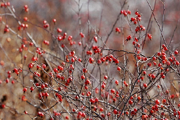 ��ɫҰ������