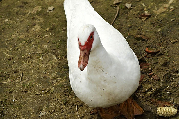 ������д