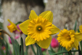 �����Ȼ�