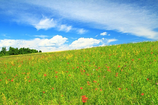 ����������Ұ