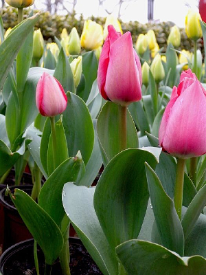 Ʒ��ɫ������