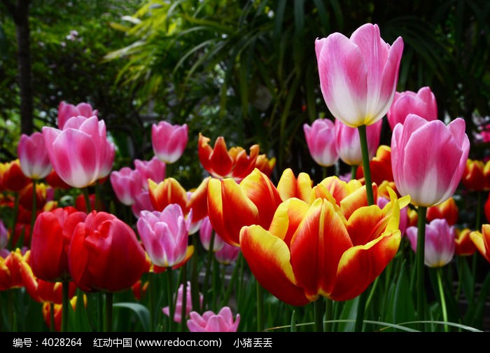 ���޵�������ͼƬ