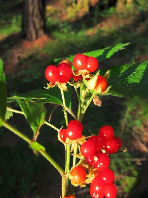 Ұ��ӣ������ӣ��