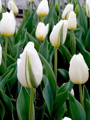 ��������