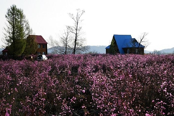 ����ľ��