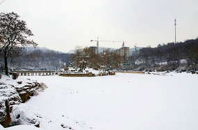 ��԰�ﱻѩ�����˵��˹������ĵ�